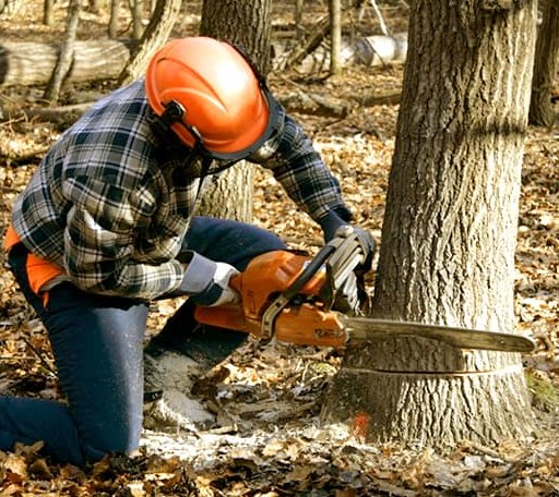 Tree Removal in Bradford, ME